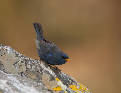 Kobaltgors, Yellow-billed Blue Finch, Porphyrospiza Caerulescens