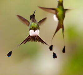 Vlagstaartpluimbroekje, Booted Racket-tail, Ocreatus underwoodii © AGAMI