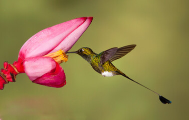 Fototapeta premium Vlagstaartpluimbroekje, Booted Racket-tail, Ocreatus underwoodii