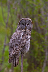 Laplanduil, Great Grey Owl, Strix nebulosa