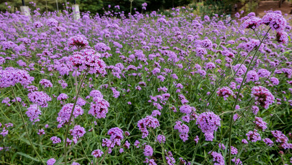 Fototapeta premium Purple flowers blooming in the outdoor garden.