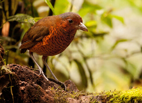 Reuzenmierpitta, Giant Antpitta, Grallaria gigantea