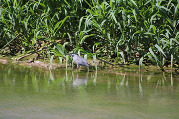 Garza Azul