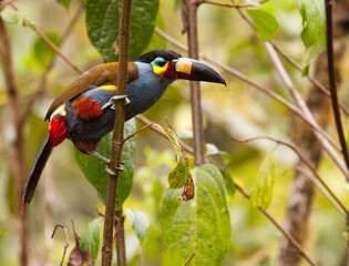 Plate-billed Mountain Toucan, Zwartkruinbergtoekan, Andigena laminirostris