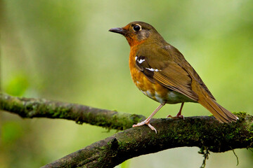 Gurneys lijster, Orange Ground-Thrush, Geokichla gurneyi © AGAMI