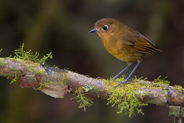 Rosse Mierpitta, Rufous Antpitta, Grallaria rufula