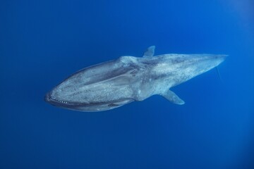 blue whale