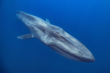 Fototapeta na wymiar blue whale