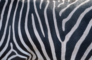 Fototapeta na wymiar Natural texture of the zebra skin.