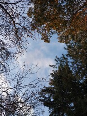 trees and sky