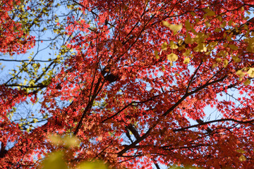 赤い紅葉