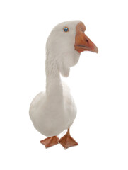 female geese isolated on white background