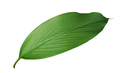 Green leaf of turmeric (Curcuma longa) ginger medicinal herbal plant isolated on white background,...