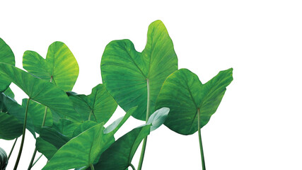 Tropical leaves pattern foliage plant bush of Elephant ear or taro (Colocasia sp.) nature frame layout on white background, tropical summer houseplant and forest concepts. - obrazy, fototapety, plakaty