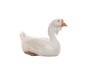 female geese isolated on white background
