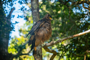 birfd in the trees