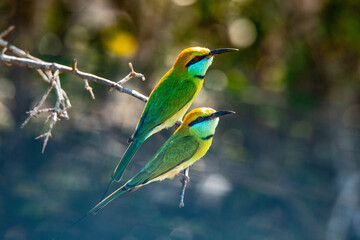 bee eater bird