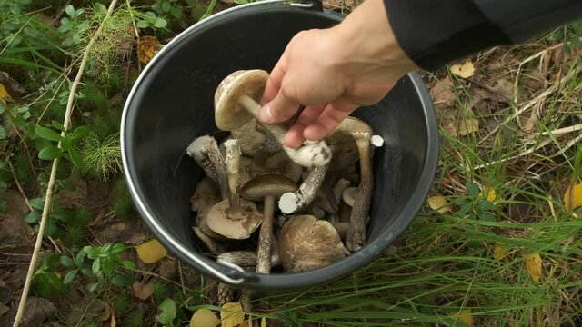 Man's hand is putting mushroom in pail in forest, closeup top view. Fallen yellow foliage in wild woodland. Harvest in woods during fall. Plastic pail with mushrooms on green grass.