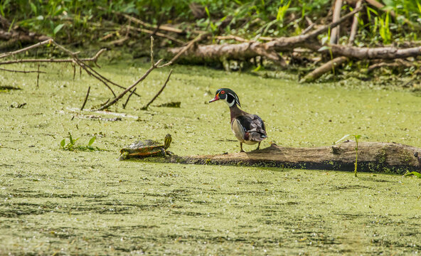 male wood duck stand off with painted turtle