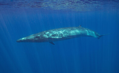 whale swimming
