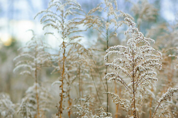 Fototapeta premium dry autumn plant in a field for background. Outdoor pampas grass in light pastel colors. dry decorative reeds. Dried flower. Beautiful golden plant close-up