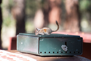 Chipmunk on Stove