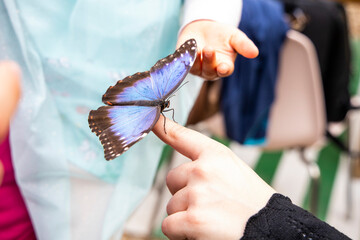 Colorful butterfly standing on a plant leaf
