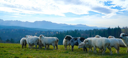 Obraz premium A herd of sheep in the mountains. Beautiful mountain landscape view. Farming outdoor. Flock of Staring Sheep. The Tatra Mountains, Zakopane, Poland. 