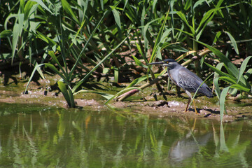 Garza Azul