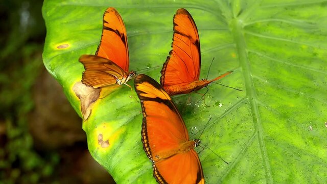 mariposas de la misma especie bebiendo gotitas de agua acumulada en una hoja verde con el fondo oscuro desenfocado
