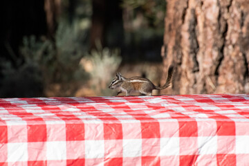 Chipmunk on Table