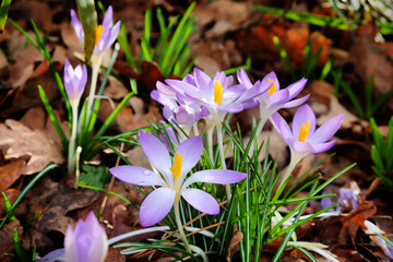 Early flowering Crocus tommasinianus Whitewell in bloom