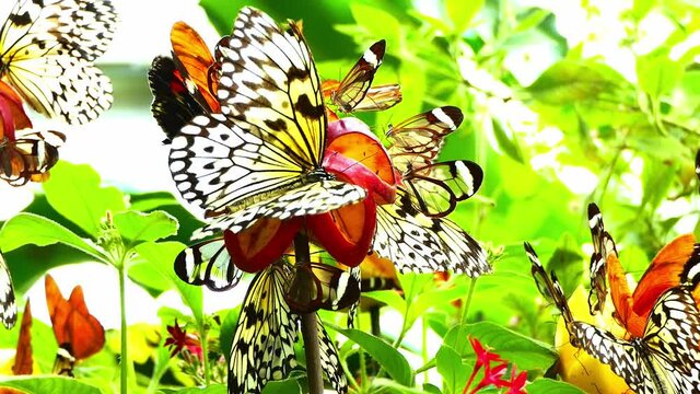 mariposas de diferentes especies aliment&aacute;ndose de una fruta con fondo verde desenfocado