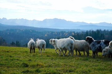 Obraz premium A herd of sheep in the mountains. Beautiful mountain landscape view. Farming outdoor. Flock of Staring Sheep. The Tatra Mountains, Zakopane, Poland. 