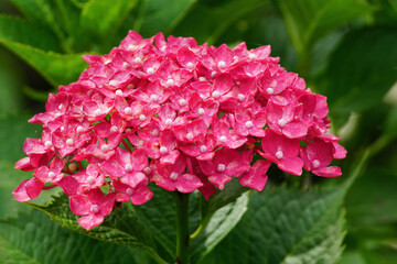 赤い紫陽花の花