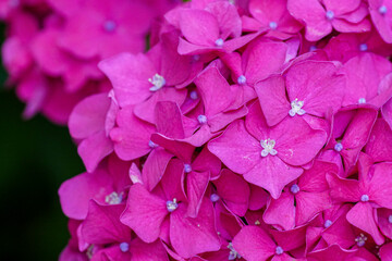 赤い紫陽花の花