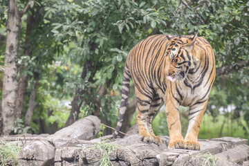 Bengal tiger standing in a litter in the forest