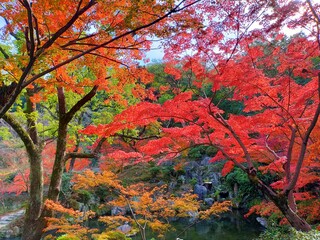 真っ赤な紅葉が綺麗な日本庭園の風景
