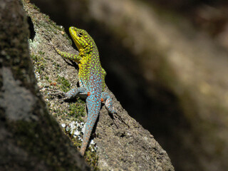 Perfil reptiliano