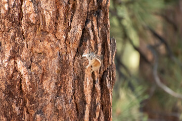 Chipmunk on Tree