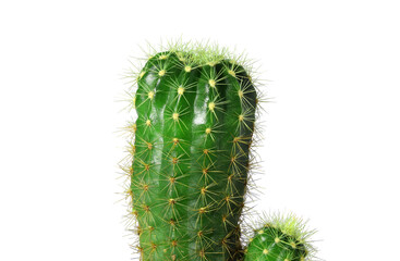 Cactus, small summer plant, spiky green, thorny, close-up view isolated on a white background