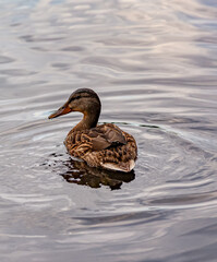 portrait of a duck on the water. Female duck with reflection in clear water on a sunny summer day