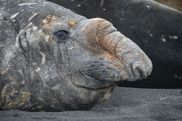 Elephant seal
