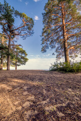 the shore of the gulf of finland of the baltic sea on a sunny summer day. Green pines in the rays of the setting sun on the sandy beach