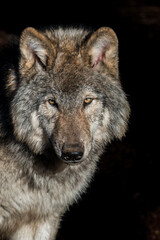 Fototapeta premium Grey Wolf Portrait