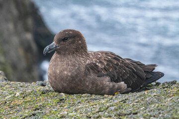 Seagull in Subantarctica