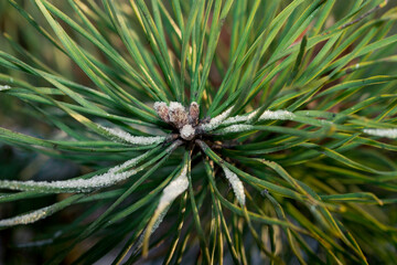 Naklejka na ściany i meble pine branch in winter macro