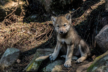 Obraz premium Young Timber Wolf Pup