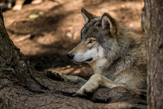 Eastern Gray Wolf