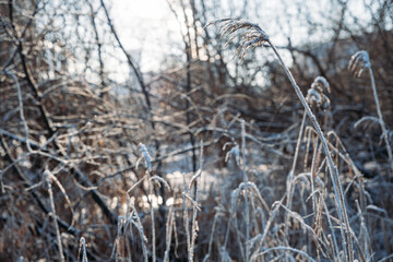 Natural winter background. Winter Sunny day, stems and branches of plants covered with white frost